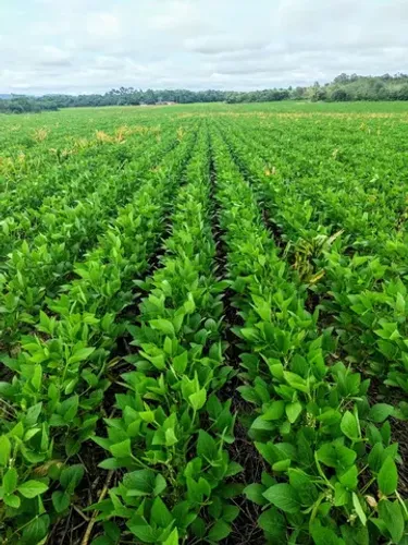 Fazenda em Goiatins-TO. Lavoura.