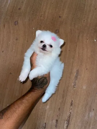 Spitz alemão anão - Lulu da pomerania