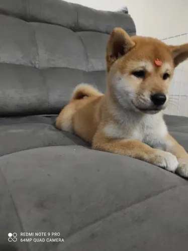 Filhote de Shiba Inu - Com pelagem vibrante 
