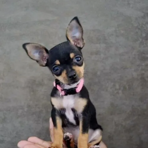 Pinscher os menorzinhos