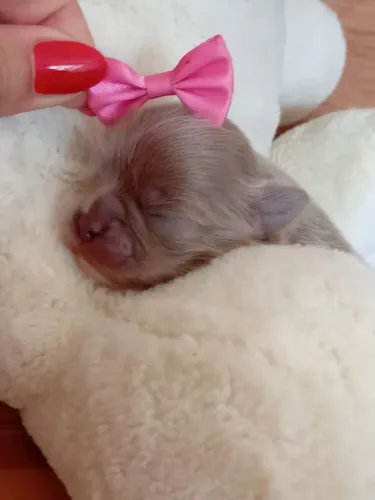 Chihuahua fêmea Pêlo curto cinza para reserva. Uma fofura!!