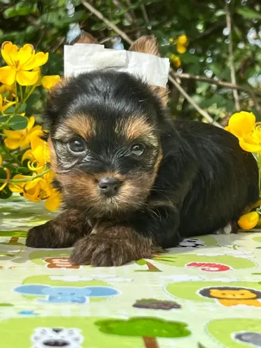 Filhotes Yorkshire com Pelagem de Seda e Vacinas Importadas