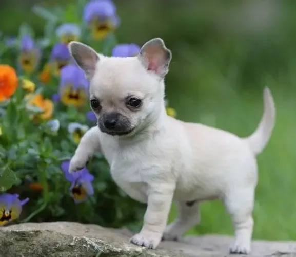 Chihuahua Pelo Curto Machooo
