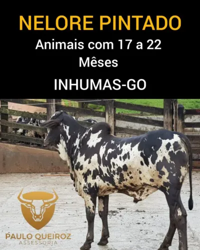 Nelore pintado Garrote 