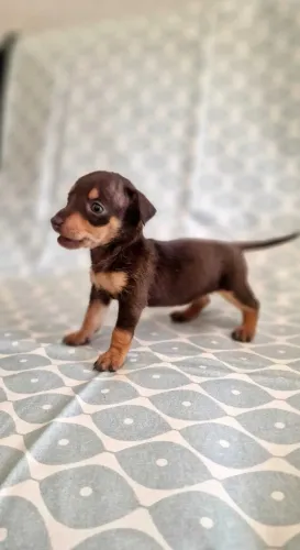 Pinscher miniatura chocolate tamanho oficial- fêmea exclusiva Leia atentamente a descrição