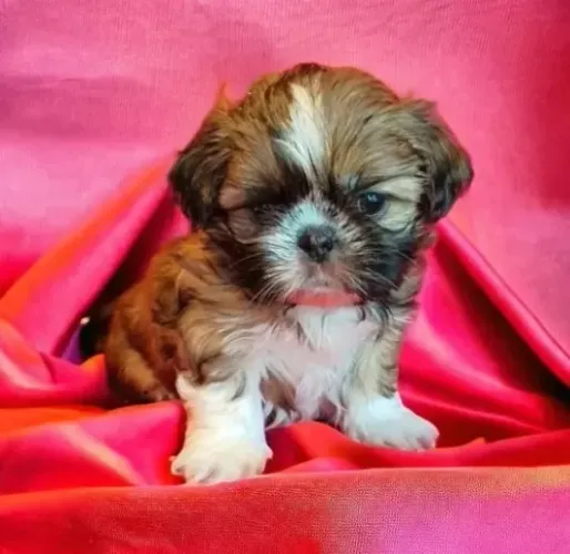 Filhotes Shih-Tzu - Prontos para Adoçar Seu Lar