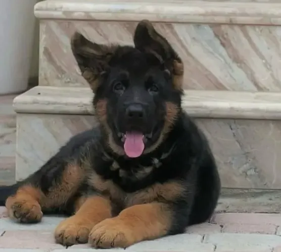Filhotes de Pastor Alemão | Garantia e suporte veterinário!