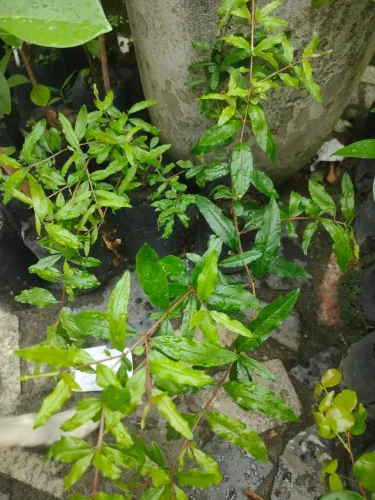 Mudas de Romã Americana (gigante) Enxertada