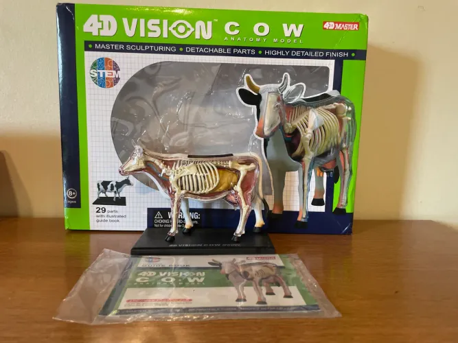Modelo Anatômico Vaca