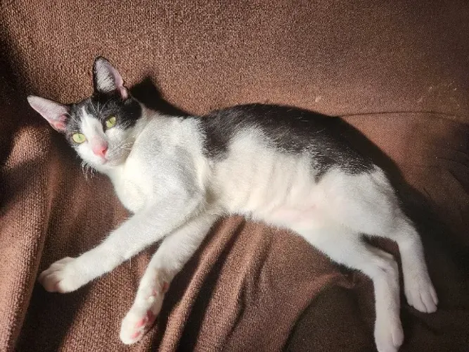 Doação de gato