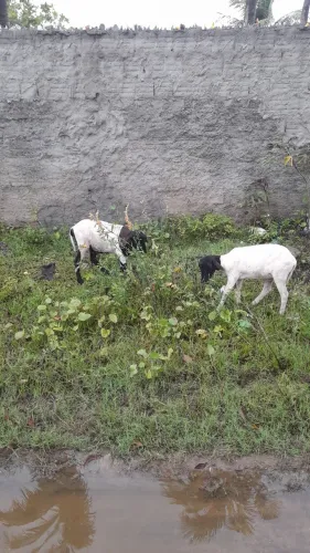 Casal de Ovelhas