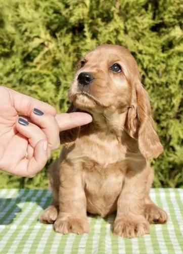 Cocker Spaniel Inglês Companhia que transmite sensação de ordem