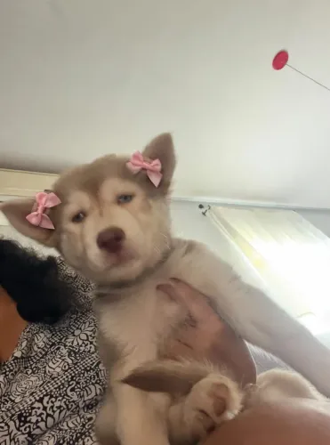 Lindas filhotes de Husky siberiano