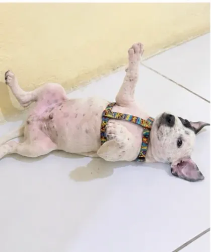 pitbull com dálmata