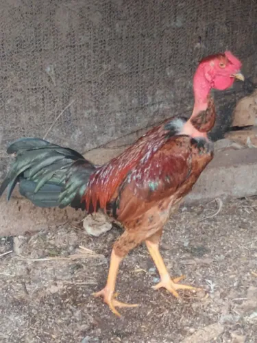 Vende-se frango caipira 