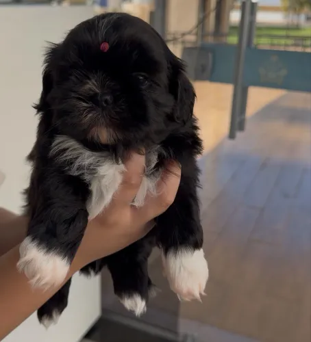 Lindos filhotes de shitzu a venda , fêmea e macho disponíveis pra hoje !