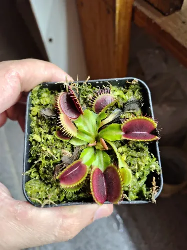 Dionaea Big Mouth(planta Carnivora)(vaso nr9)