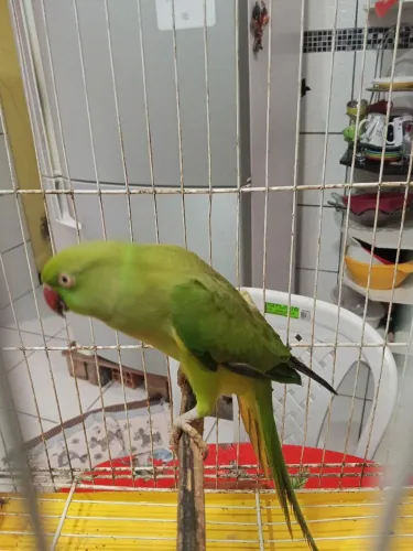 Animais de estimação 