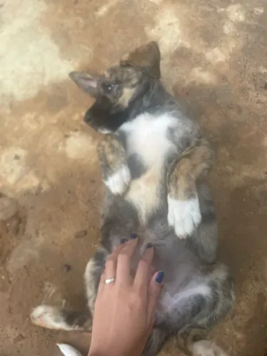 Animais