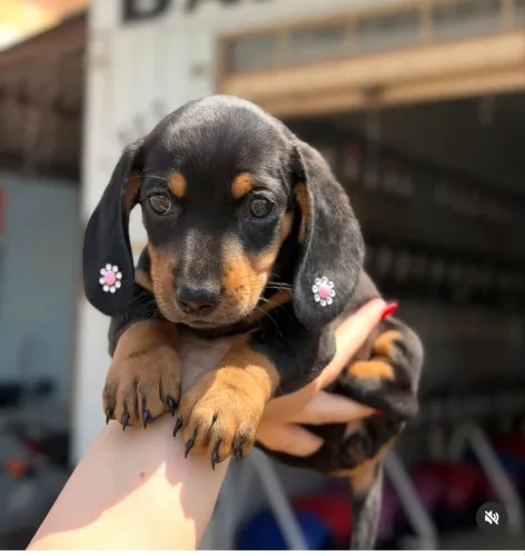 Vendo Essa fêmea de Dachshund