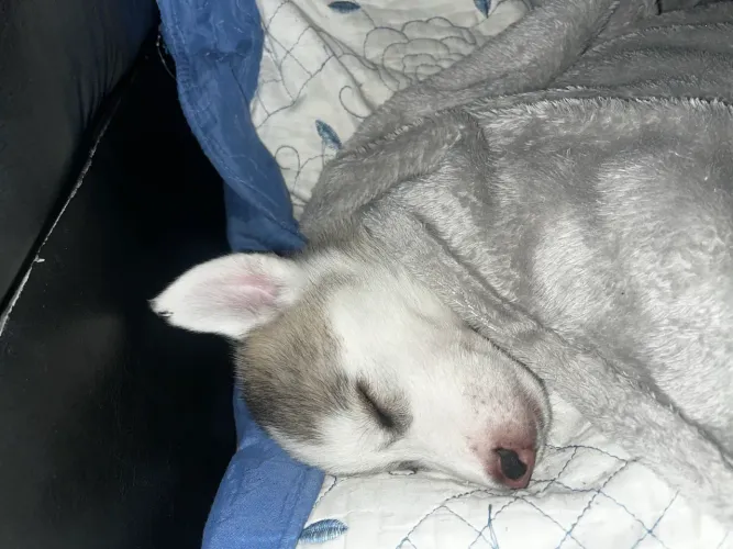 Husky para venda (amora) preço a combinar 