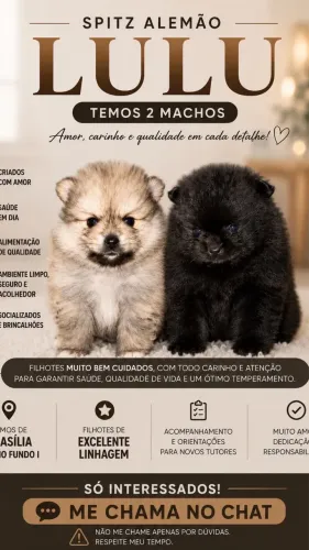 ?VENDE-SE SPIRTZ ALEMÃO?