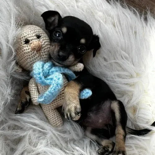 FILHOTE DE PINSCHER