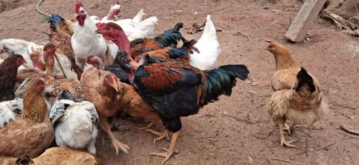 Vende-se Galos de raça para reprodução