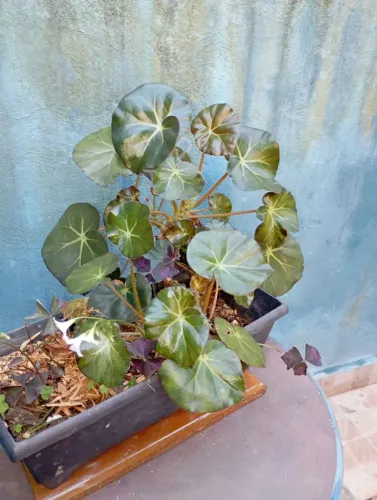 Sementes e plantas