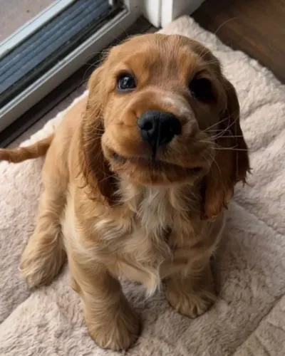 Cocker spaniel amavel e alegre