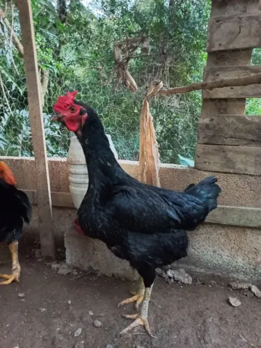 Galinha caipira preta à venda 