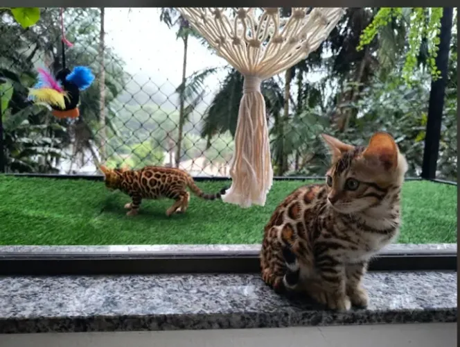 Gato Bengal