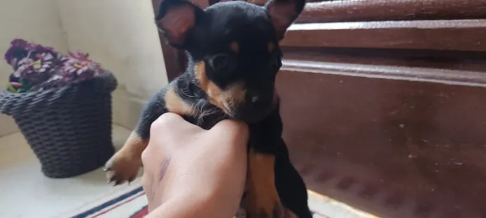 Vendo pinscher