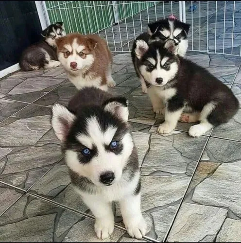 Filhotes de Husky Siberiano - Patinhas Que Fazem O Dia Melhor