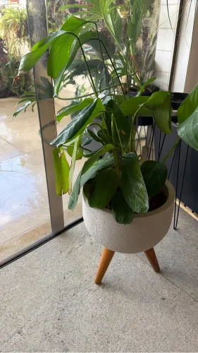 Vaso Leroy Merlin montado com Maranta Charuto