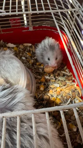 Vendo lindos filhotes de hamsters