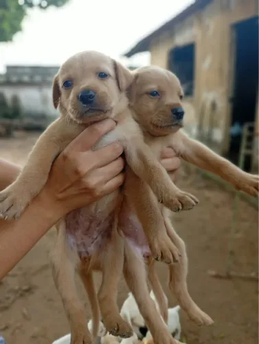 Filhote de Labrador Fêmea Cachorro