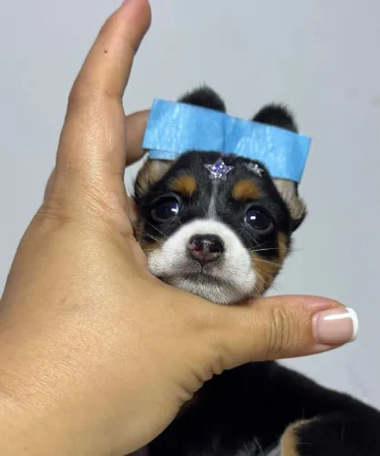 Pinscher macho pititinho top