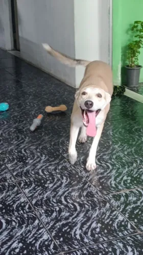 Doação. Linda cadela Golden + SRD 2 anos. Vacinada, vermifugada e desparasitada. 