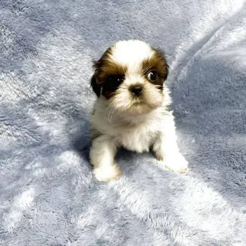 Cachorro Shih Tzu/ Shitzu de orelhas longas filhotes vacinados macho e fêmea SP