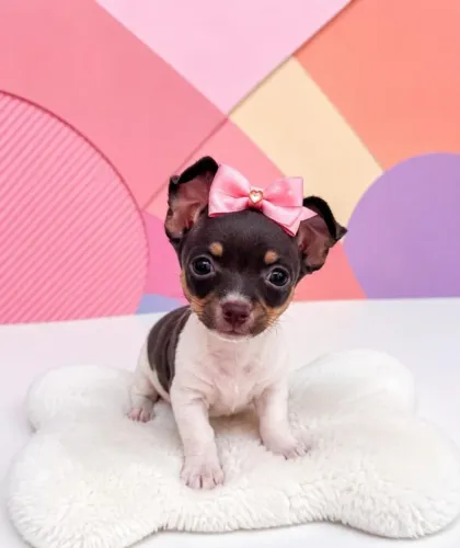 Pinscher Exótico de Qualidade
