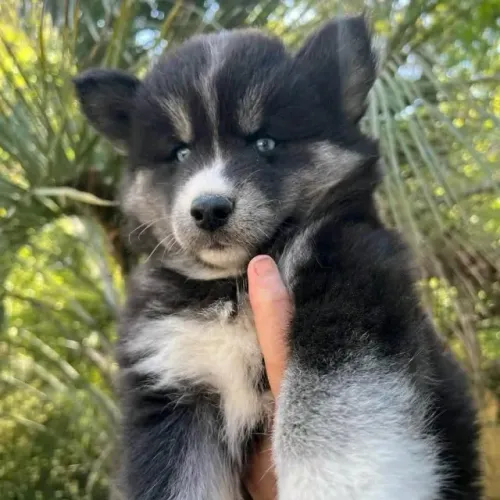 Filhotes de Husky Siberiano | Carisma que deixa sua marca.