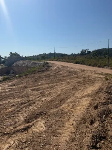 Lote 400 Ipe Amarelo em Sabará 