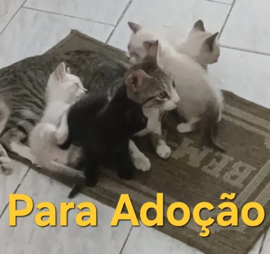 Gata mãe e os filhos com dois meses
