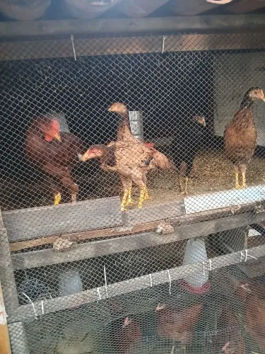 Vendo 6 pinta e 1 pinto suru todos com 4 a 5 meses.
