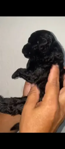 Pets poodle original