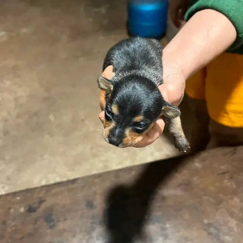 Pinscher macho