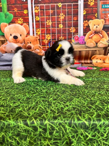 Shih tzu puros pedigree e microchip opc