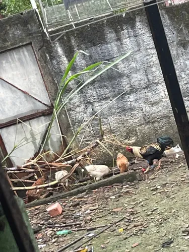 Galinha de capoeira 