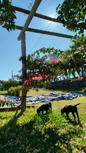 Doação de gêmeos labrador 
